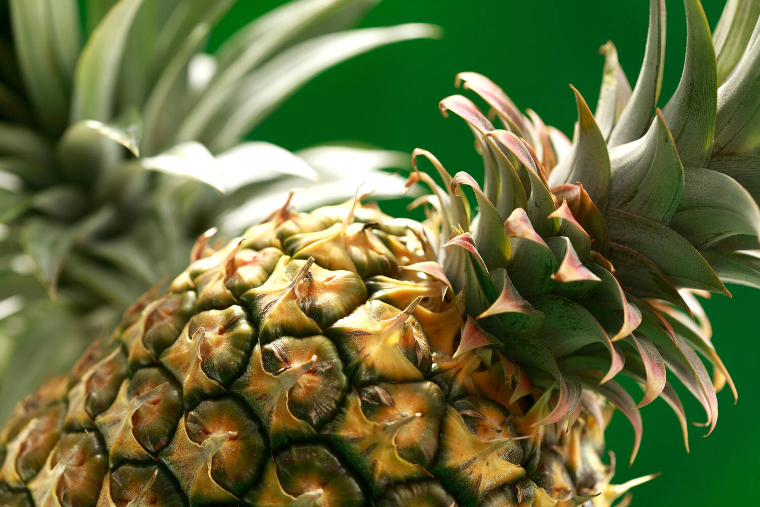 Ananas spies 80gr bak 8st stuk 2